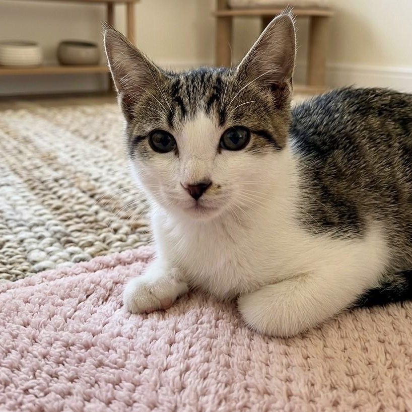 Tamera 1421, Adopted, Kitten Female Domestic Short Hair.