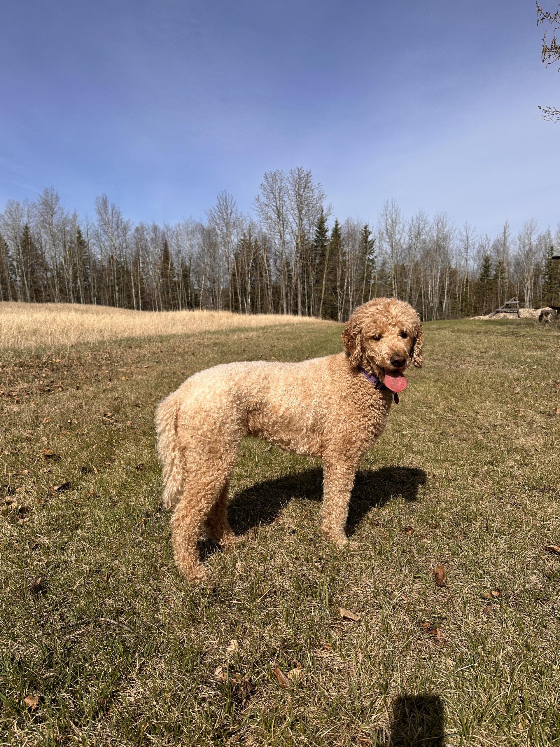 Eva, a ADOPTABLE Standard Poodle in Edmonton, AB image 3/3