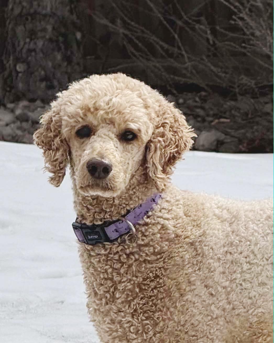 Eva, a ADOPTABLE Standard Poodle in Edmonton, AB image 2/3