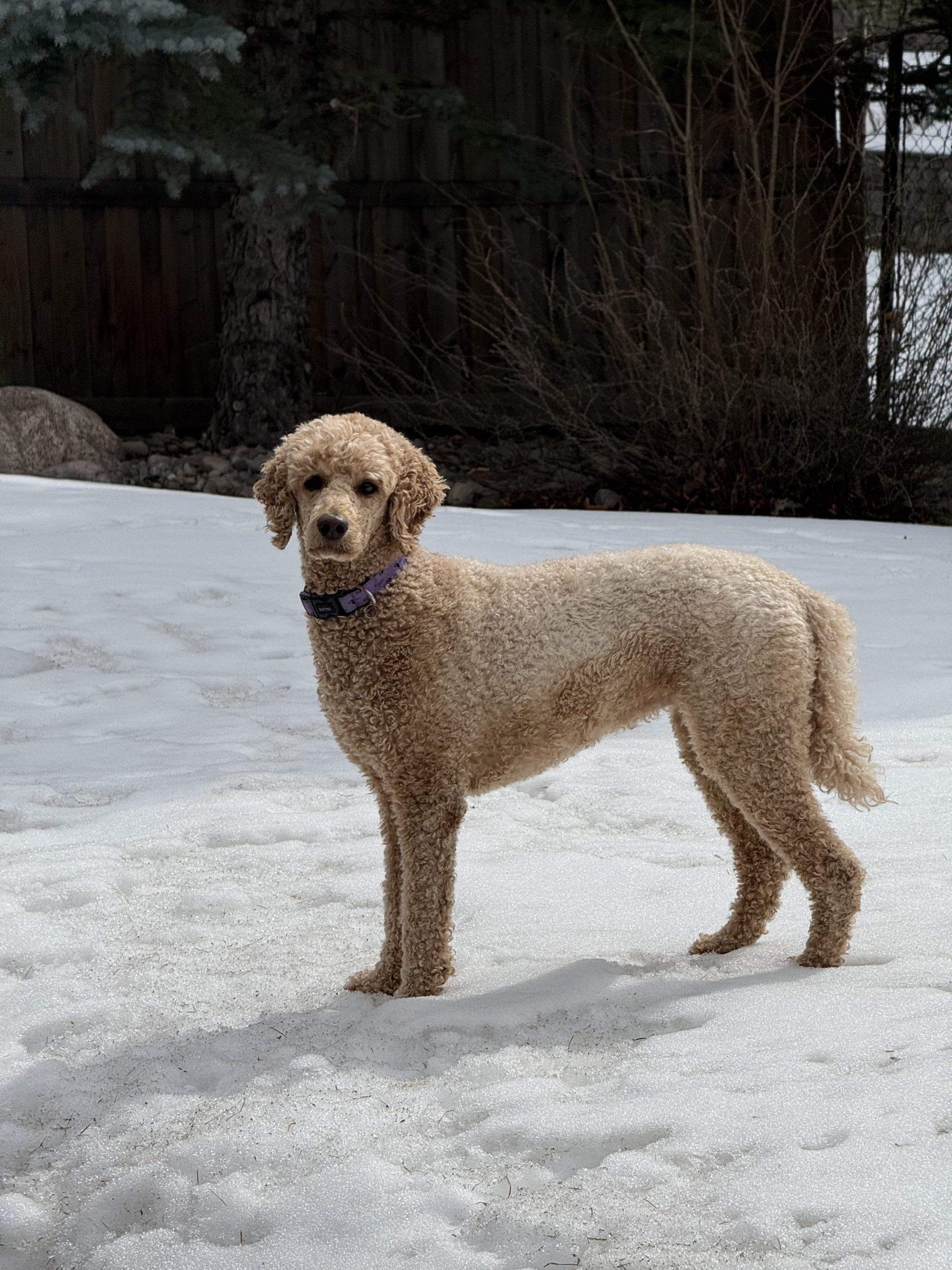 Eva, a ADOPTABLE Standard Poodle in Edmonton, AB image 1/3