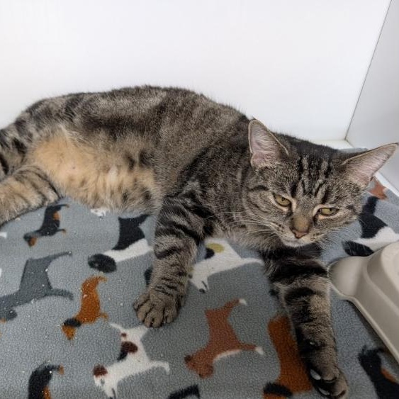 Enlarge Bobbie, a Adoptable Tabby in Wilmington, OH image 2/2