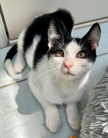 Enlarge Hydrus, a Adoptable Domestic Short Hair in Huntington, NY image 1/6