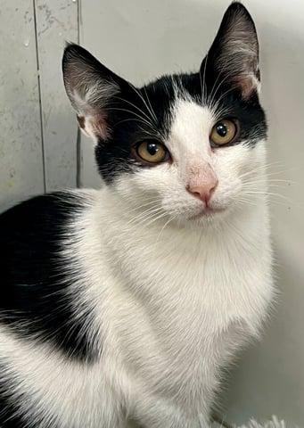 Enlarge Hydrus, a Adoptable Domestic Short Hair in Huntington, NY image 2/6