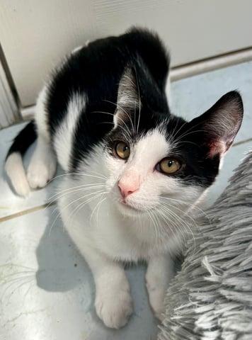 Enlarge Hydrus, a Adoptable Domestic Short Hair in Huntington, NY image 3/6