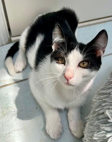 Enlarge Hydrus, a Adoptable Domestic Short Hair in Huntington, NY image 4/6