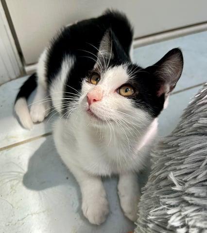 Enlarge Hydrus, a Adoptable Domestic Short Hair in Huntington, NY image 5/6