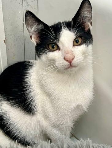 Enlarge Hydrus, a Adoptable Domestic Short Hair in Huntington, NY image 6/6