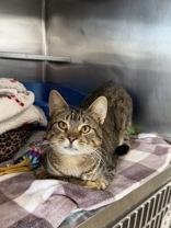 Tirmisu, Adopted, Adult Female Domestic Short Hair.