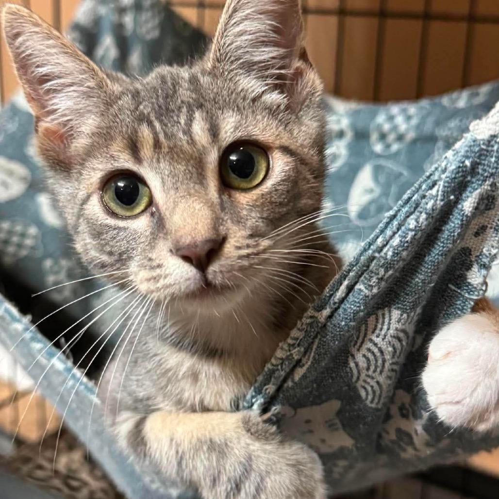 Enlarge Billiam, a Adoptable Domestic Short Hair in Johnstown, PA image 2/2