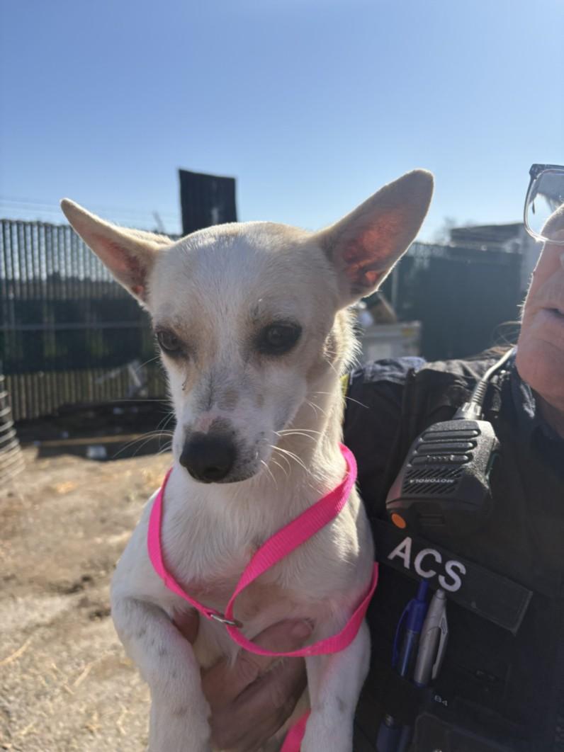 Enlarge A209538, a Adoptable Chihuahua in Olivehurst, CA image 1/1