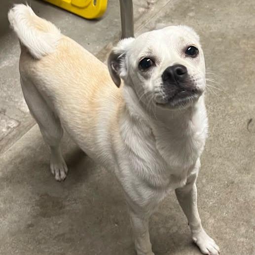 26-948, Adoptable, Young Male Jack Russell Terrier & Mixed Breed.