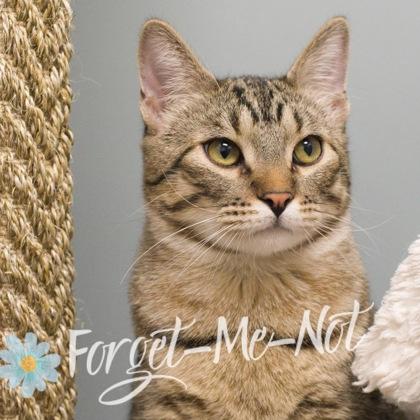 Amity (bonded with Atlas), Adoptable, Young Female Domestic Short Hair & Domestic Short Hair.