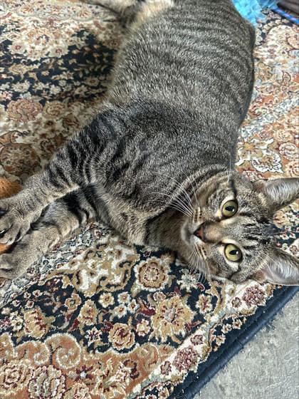 Enlarge Amity (bonded with Atlas), a Adoptable mixed breed in Verona, WI image 1/3