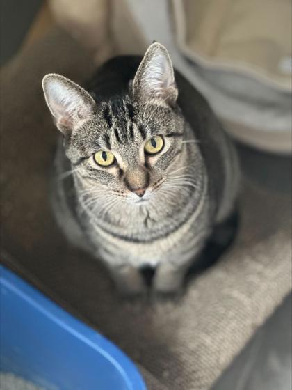 Enlarge Amity (bonded with Atlas), a Adoptable mixed breed in Verona, WI image 3/3