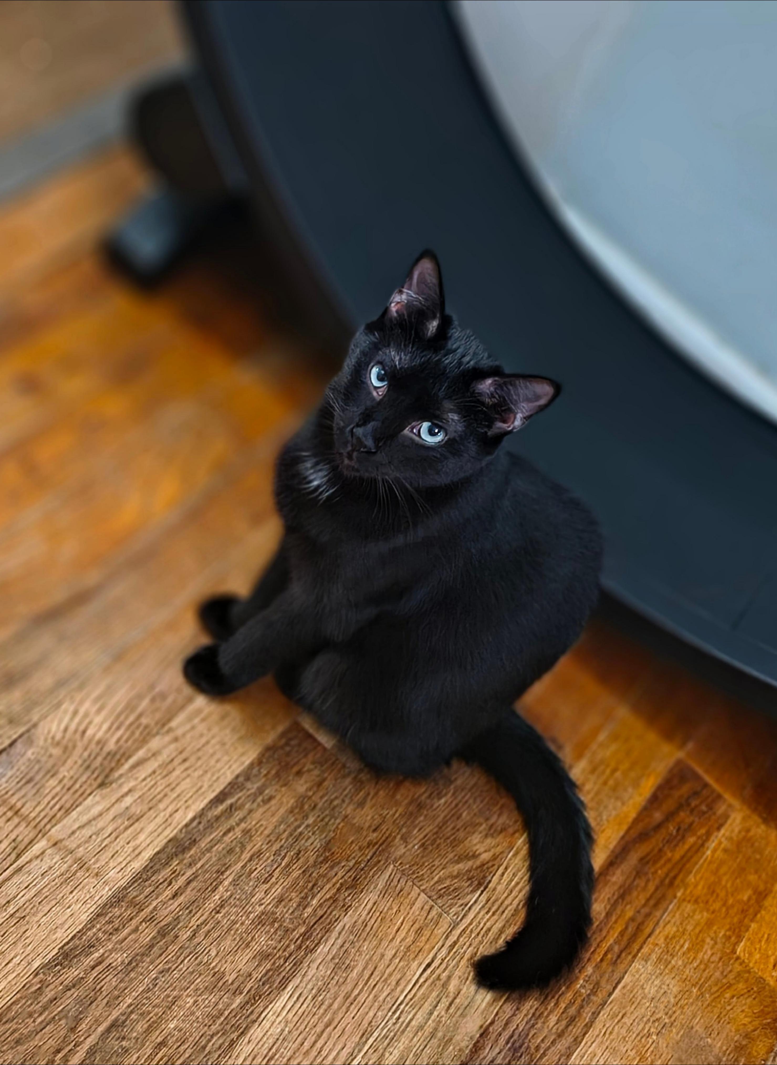 Enlarge Kiara, a Adoptable Domestic Short Hair in Fuauay Varina, NC image 1/4