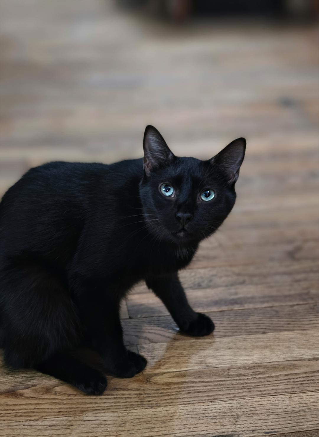 Enlarge Kiara, a Adoptable Domestic Short Hair in Fuauay Varina, NC image 2/4