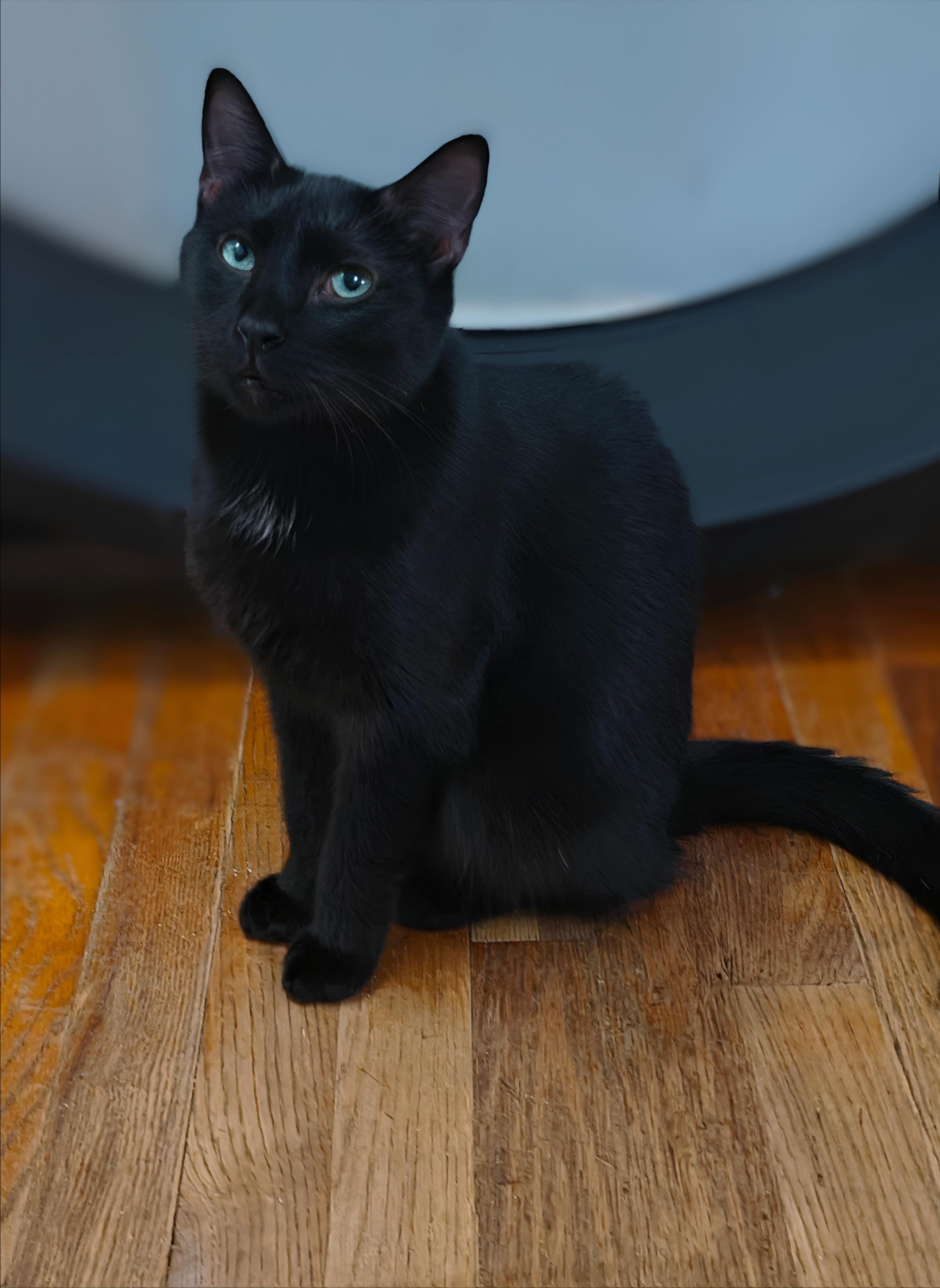 Enlarge Kiara, a Adoptable Domestic Short Hair in Fuauay Varina, NC image 3/4