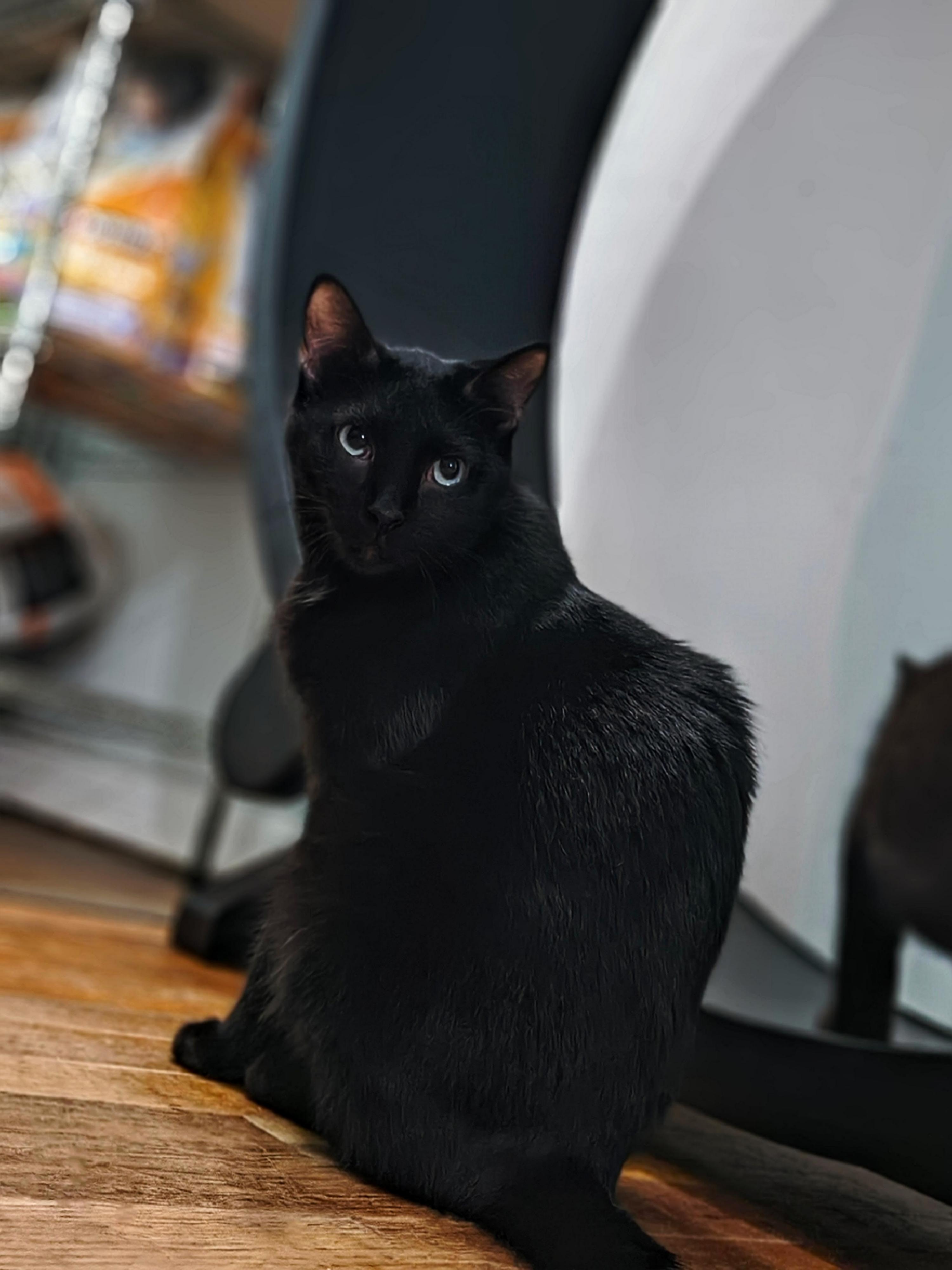 Enlarge Kiara, a Adoptable Domestic Short Hair in Fuauay Varina, NC image 4/4