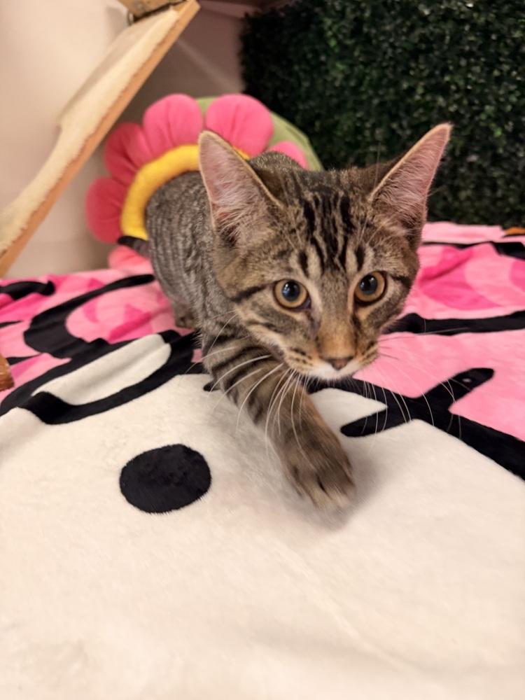 **Cat Cafe** Kip, Adoptable, Young Male Domestic Short Hair.