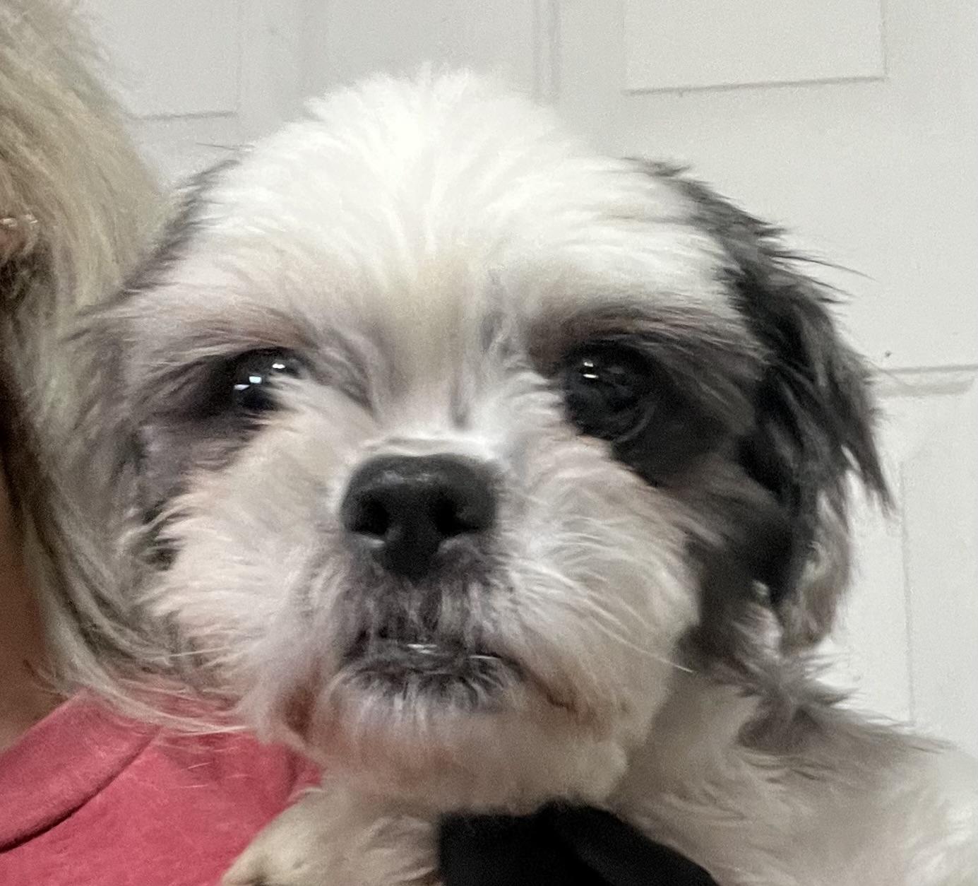Beautiful Shih Tsu Suri, Adoptable, Adult Female Shih Tzu.