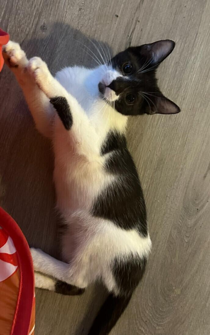 Domino, Adoptable, Young Male Domestic Short Hair.