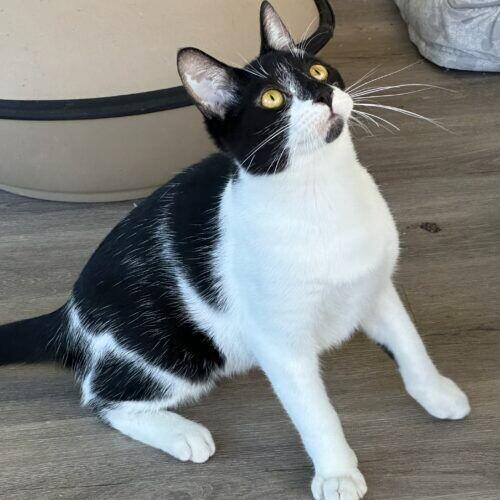 Domino, a Adoptable Domestic Short Hair in Adrian, MI image 2/4