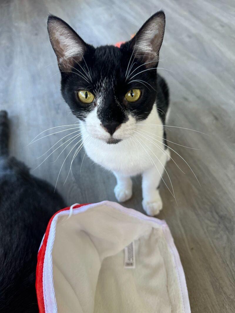 Domino, a Adoptable Domestic Short Hair in Adrian, MI image 3/4