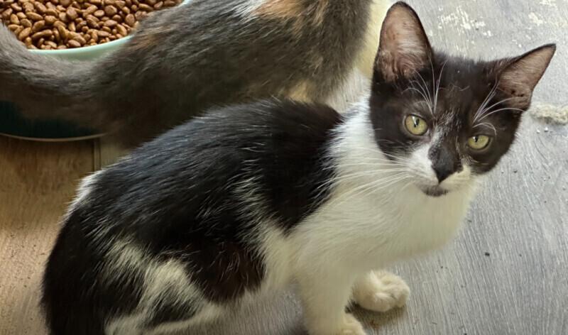 Domino, a Adoptable Domestic Short Hair in Adrian, MI image 4/4