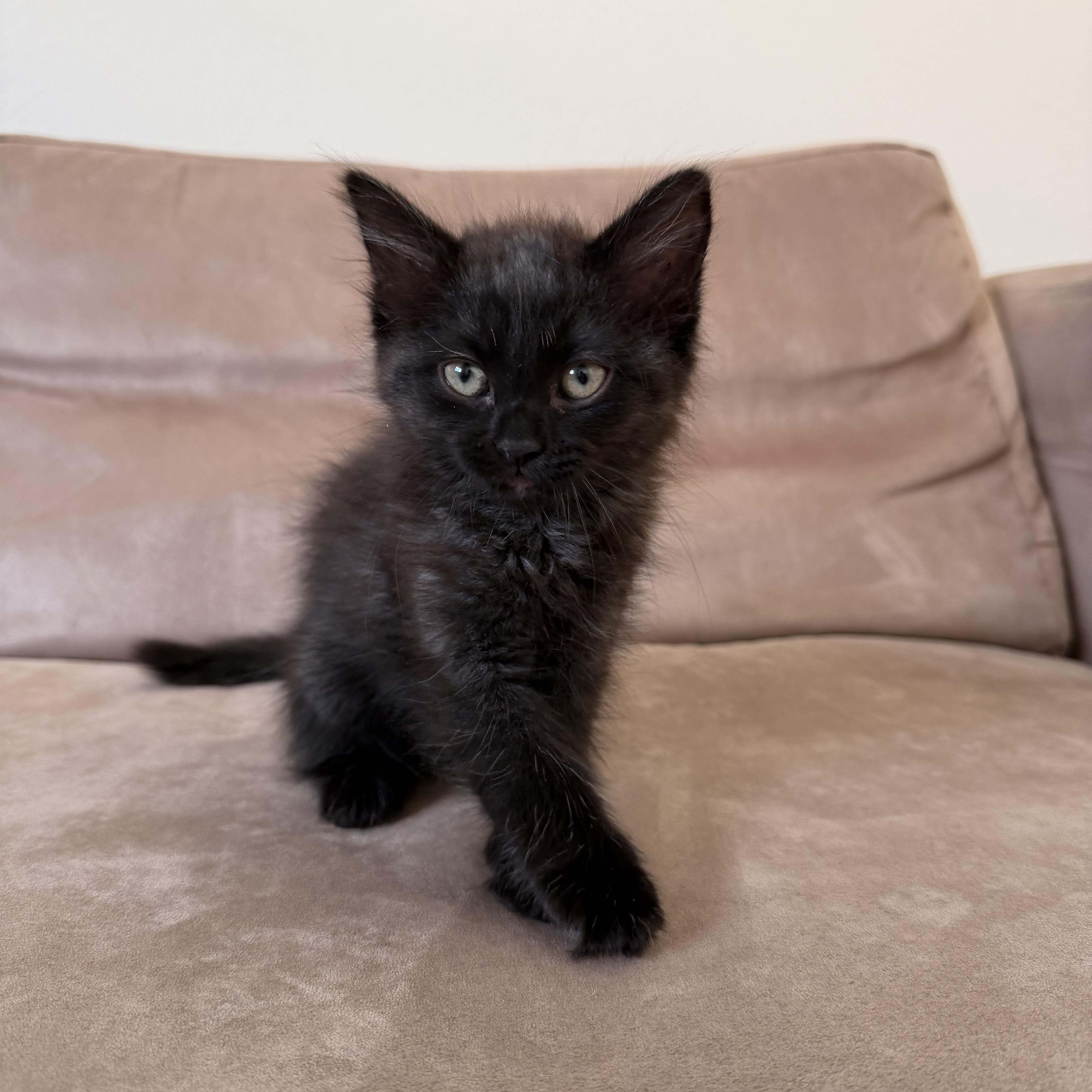 Enlarge Malbec , a Adoptable Domestic Medium Hair in Pacific Palisades, CA image 3/5