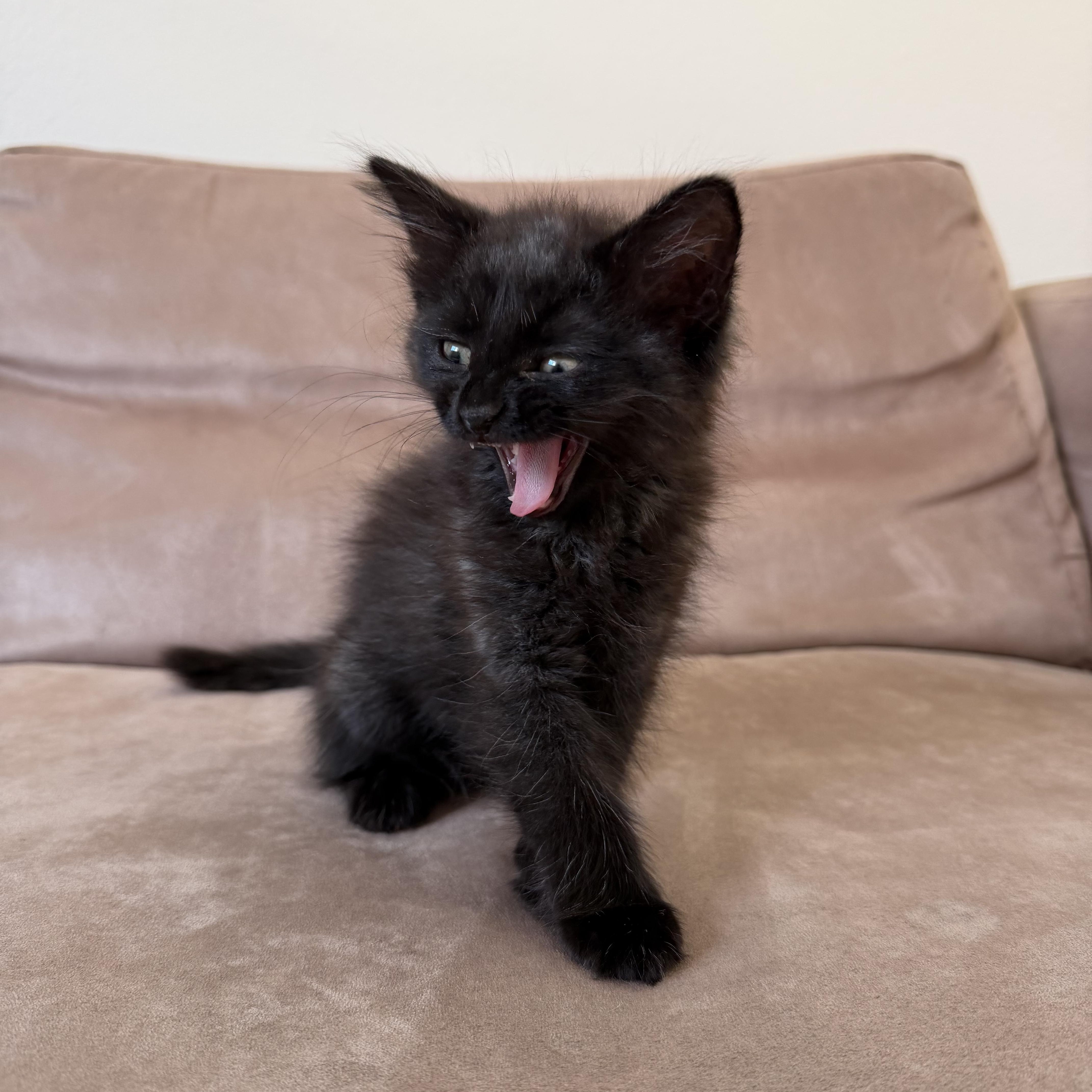Enlarge Malbec , a Adoptable Domestic Medium Hair in Pacific Palisades, CA image 1/5