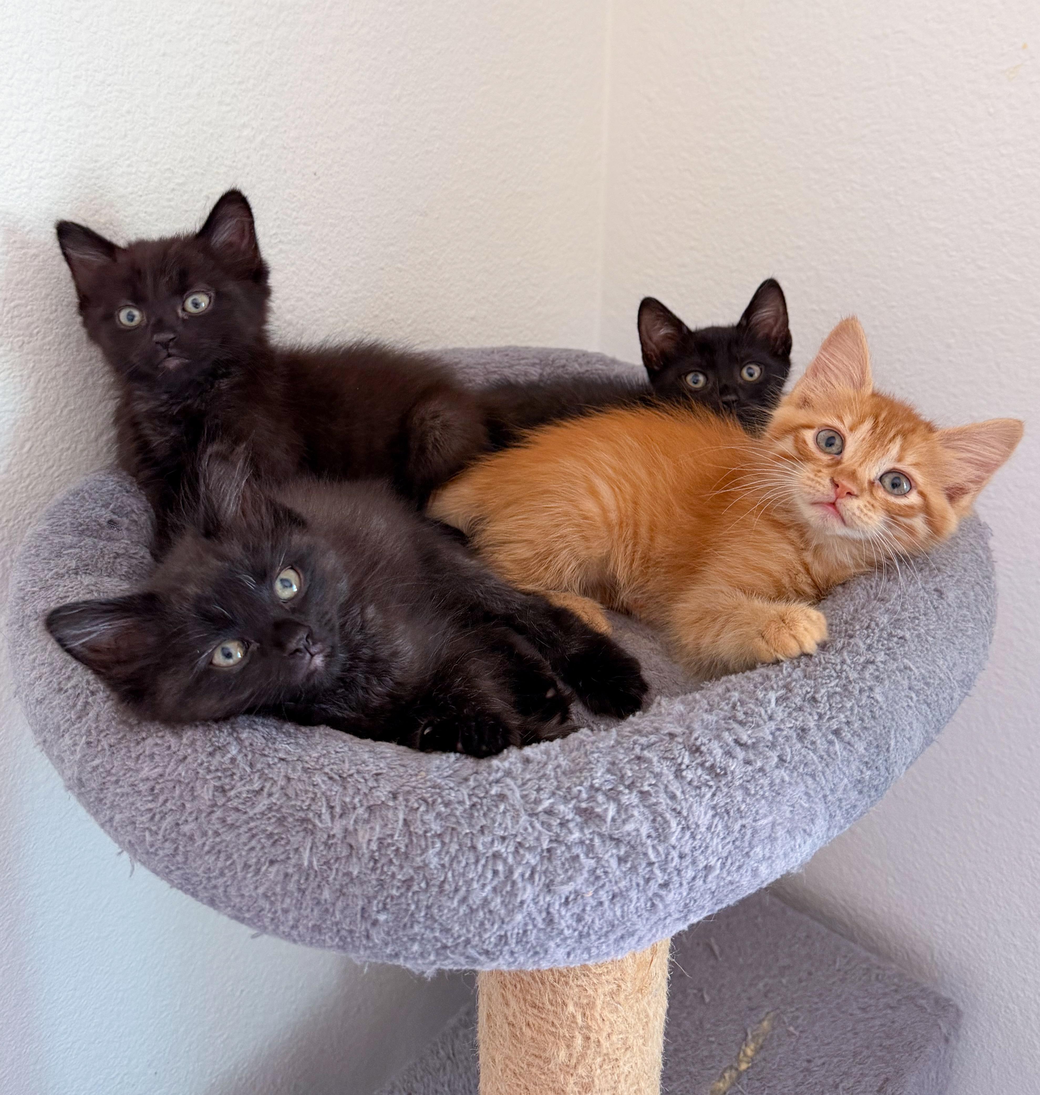 Enlarge Malbec , a Adoptable Domestic Medium Hair in Pacific Palisades, CA image 4/5