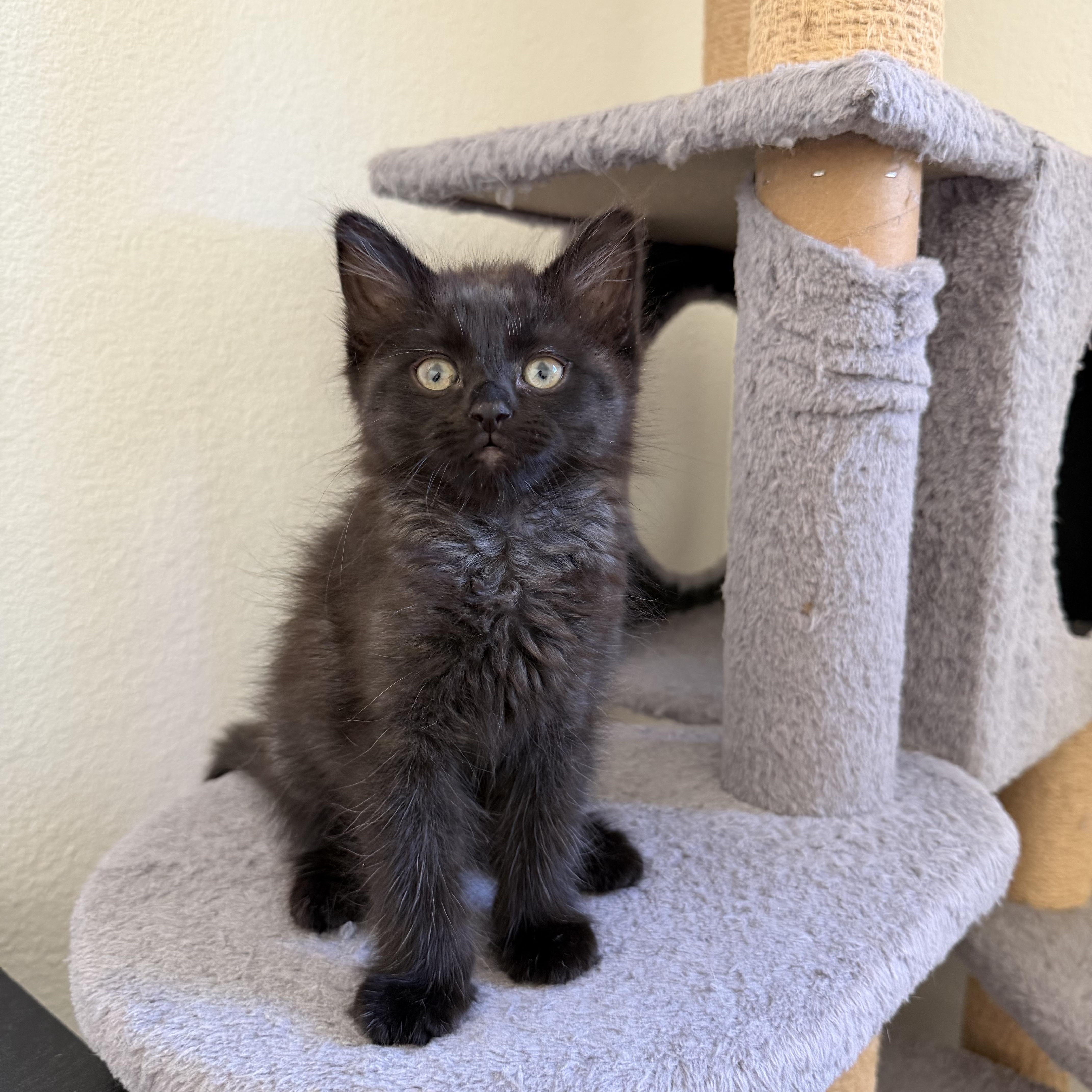 Enlarge Malbec , a Adoptable Domestic Medium Hair in Pacific Palisades, CA image 2/5