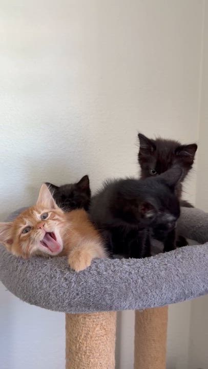 Enlarge Malbec , a Adoptable Domestic Medium Hair in Pacific Palisades, CA video 5/5
