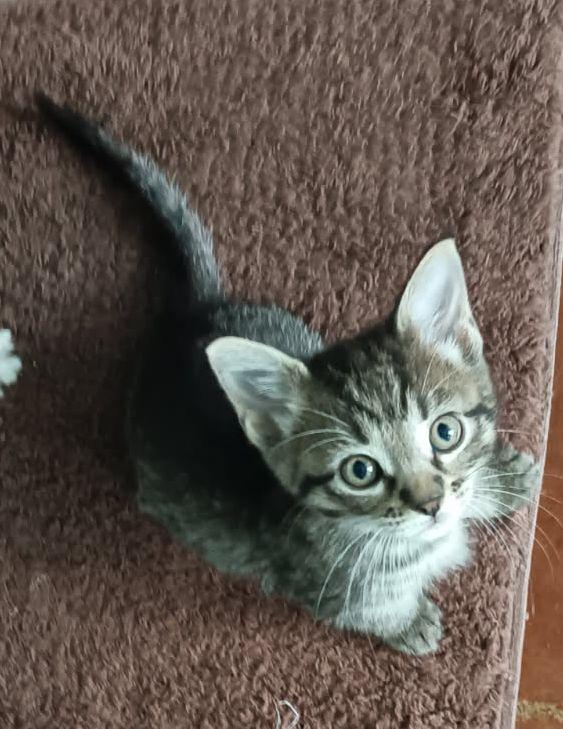 Enlarge Genny, a Adopted Domestic Short Hair in Horn Lake, MS image 1/3