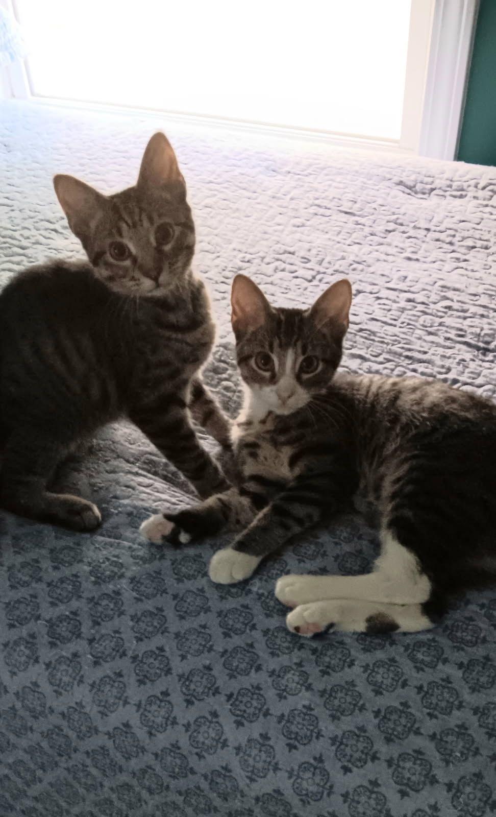 Enlarge Genny, a Adopted Domestic Short Hair in Horn Lake, MS image 2/3