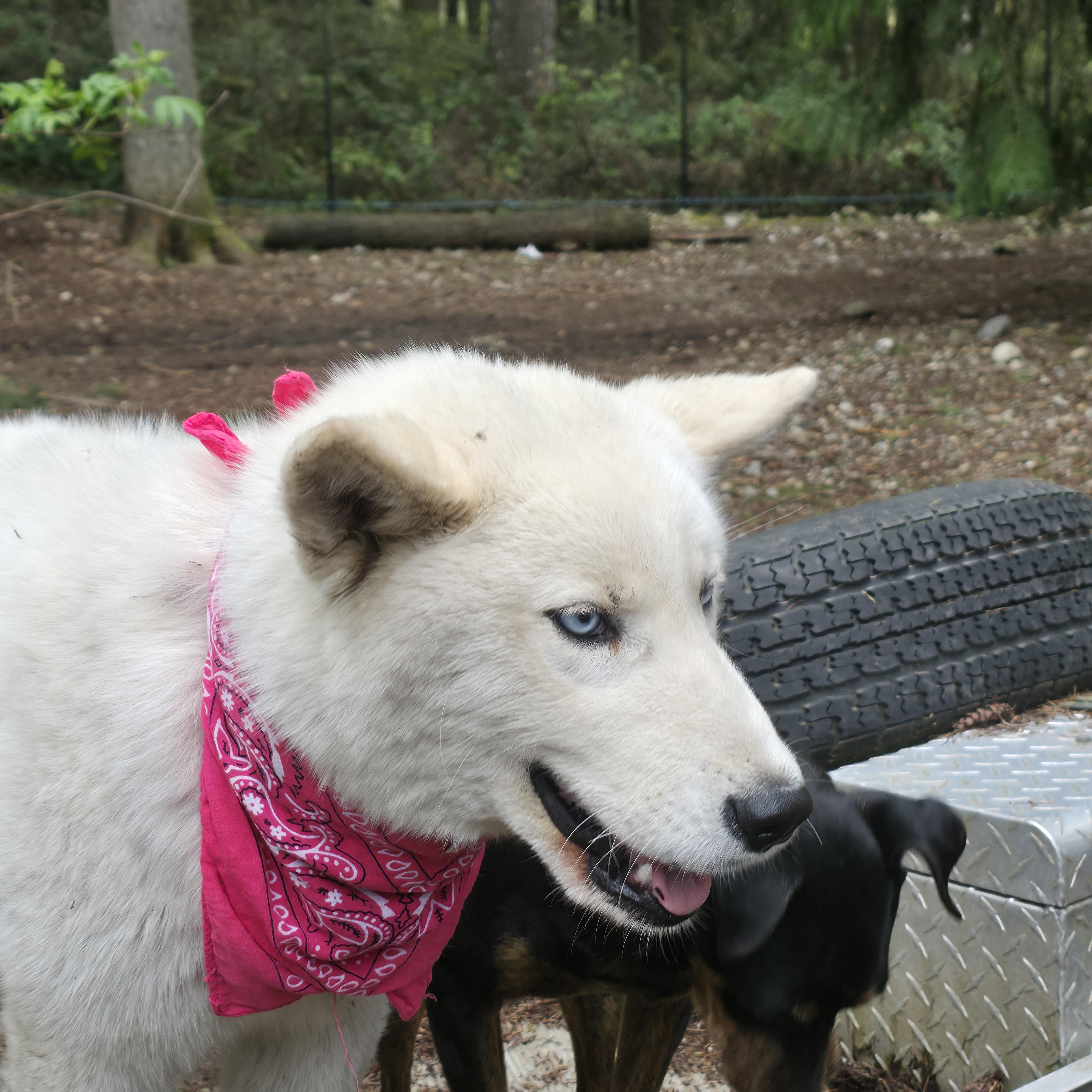 Enlarge Sasha, a Adoptable mixed breed in Port Angeles, WA image 2/2