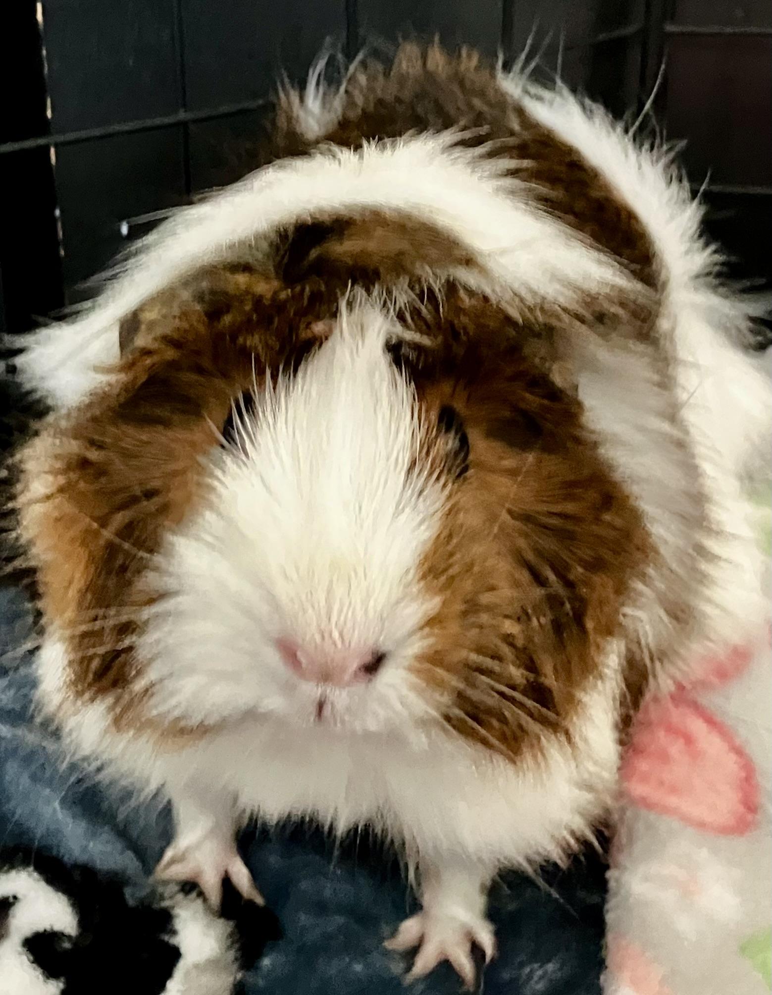 Enlarge Hazel, an adopted Guinea Pig in San Jose, CA image 1/1