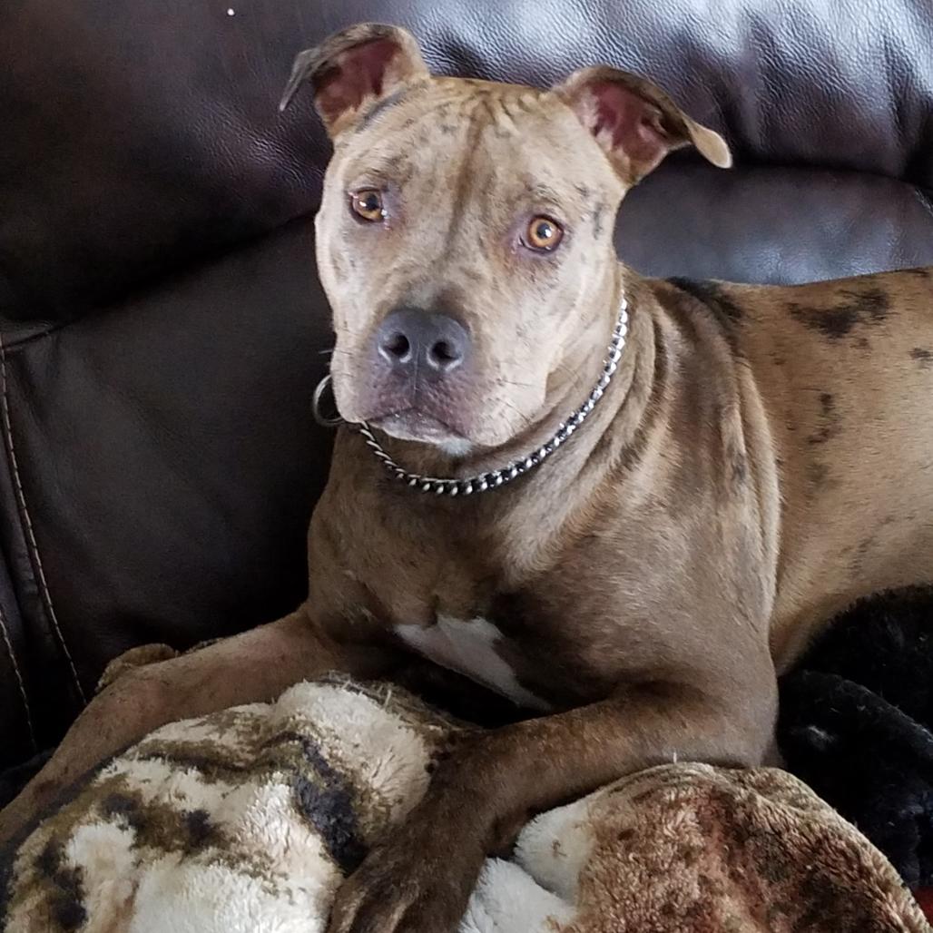 Lexa, Adoptable, Adult Female Pit Bull Terrier.