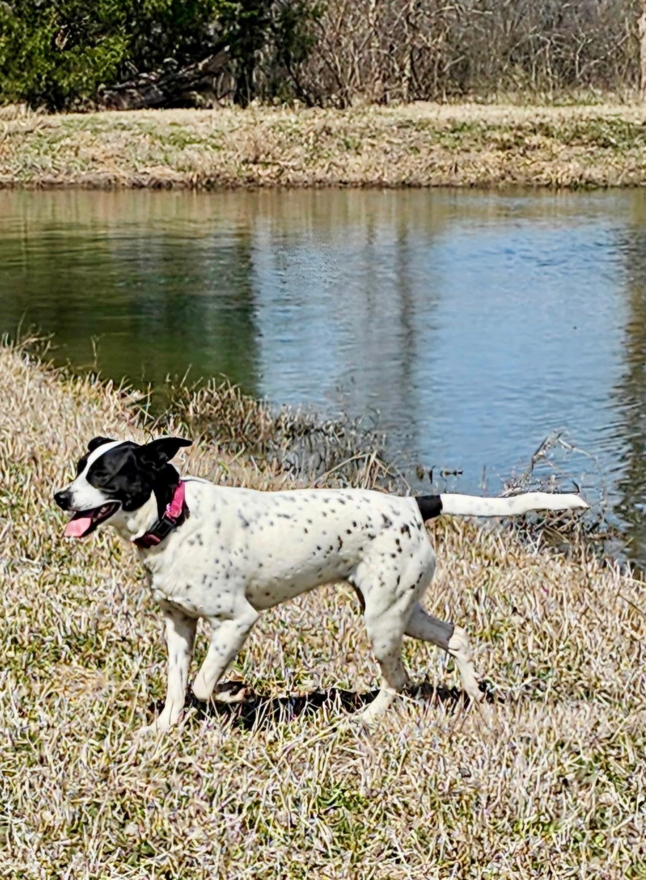 Enlarge Meesha, a Adoptable mixed breed in Rockwall, TX image 4/6