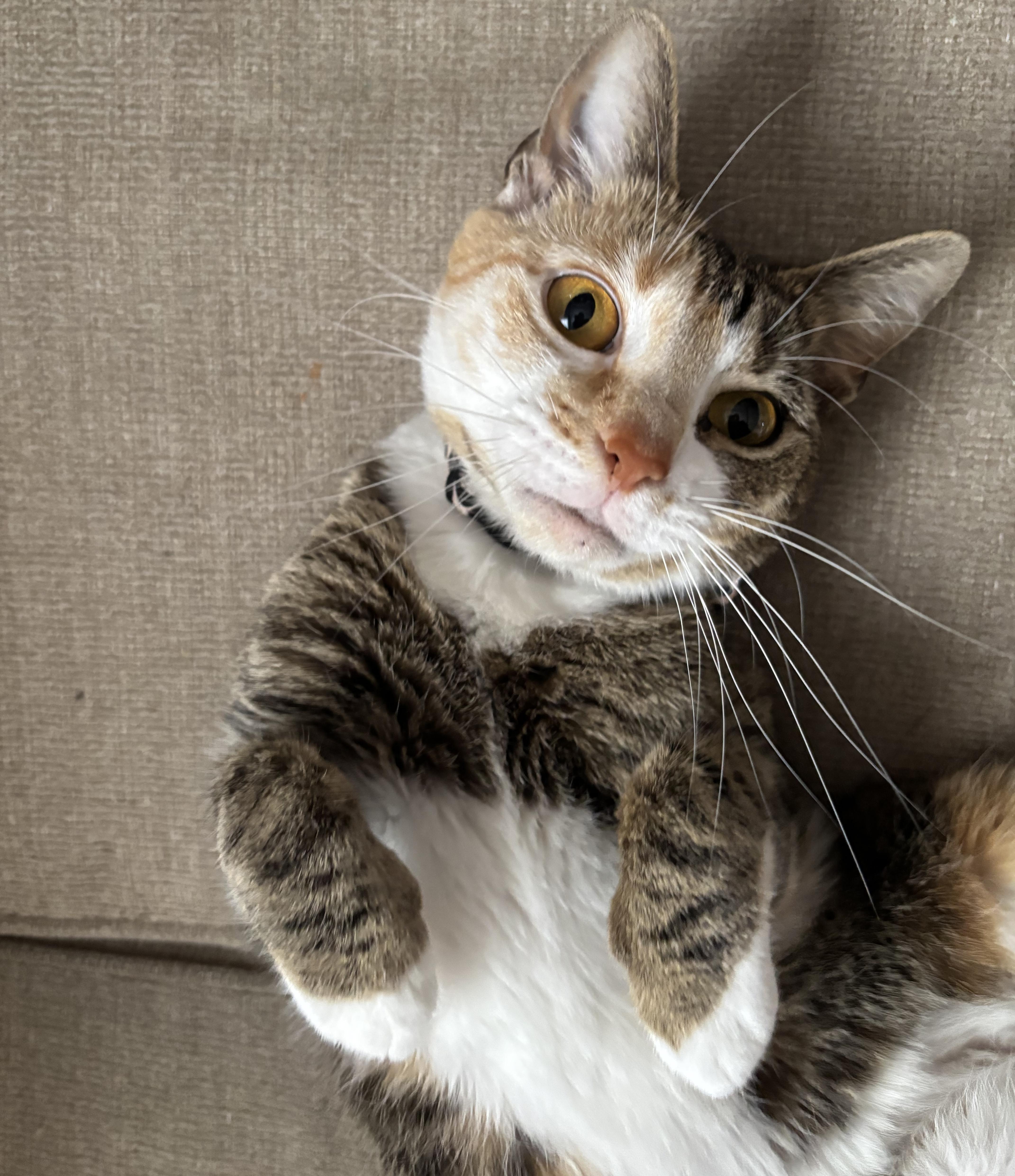 Ginger, Adoptable, Young Female Calico & Torbie.