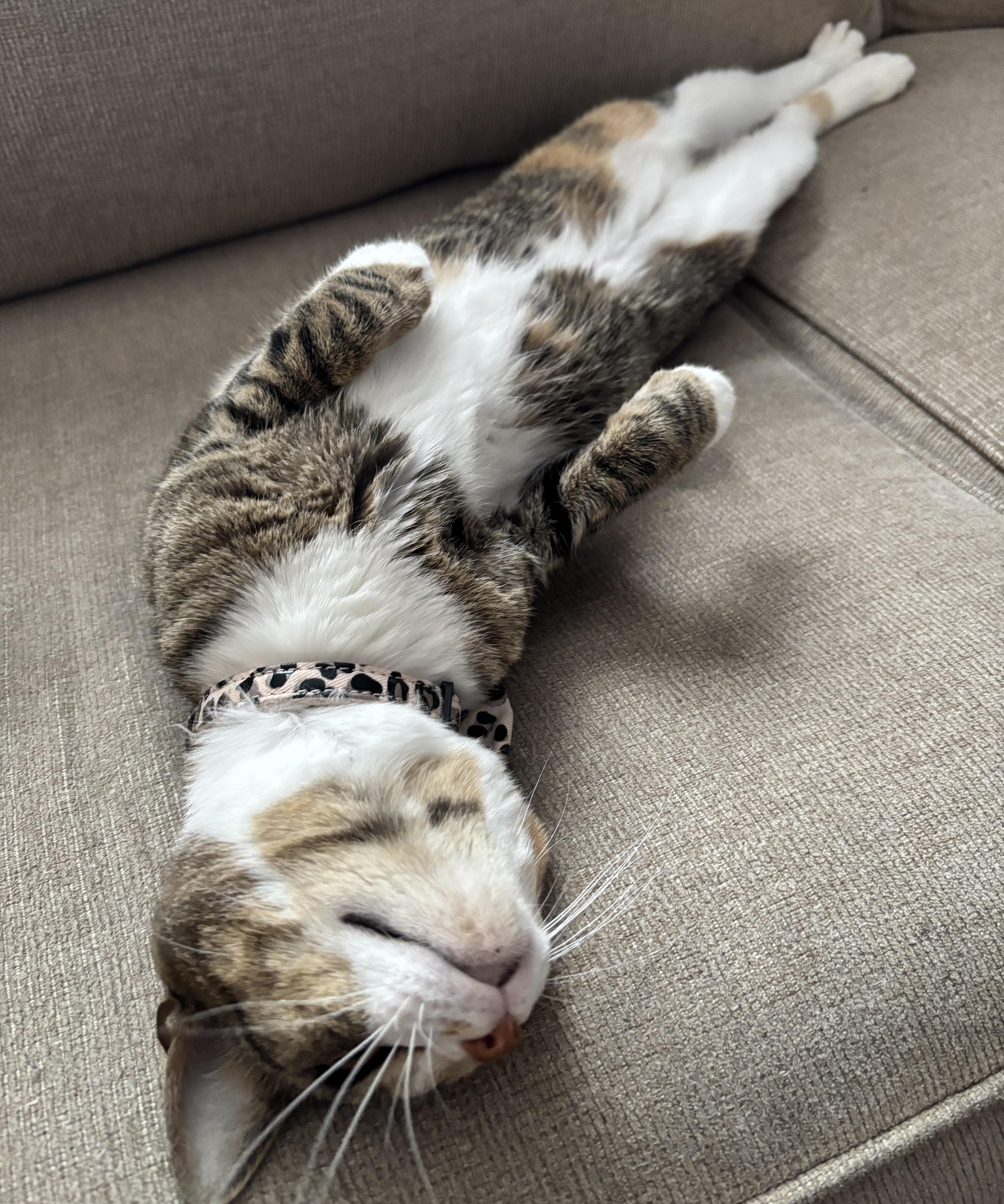 Ginger, a Adoptable mixed breed in Raleigh, NC image 2/3