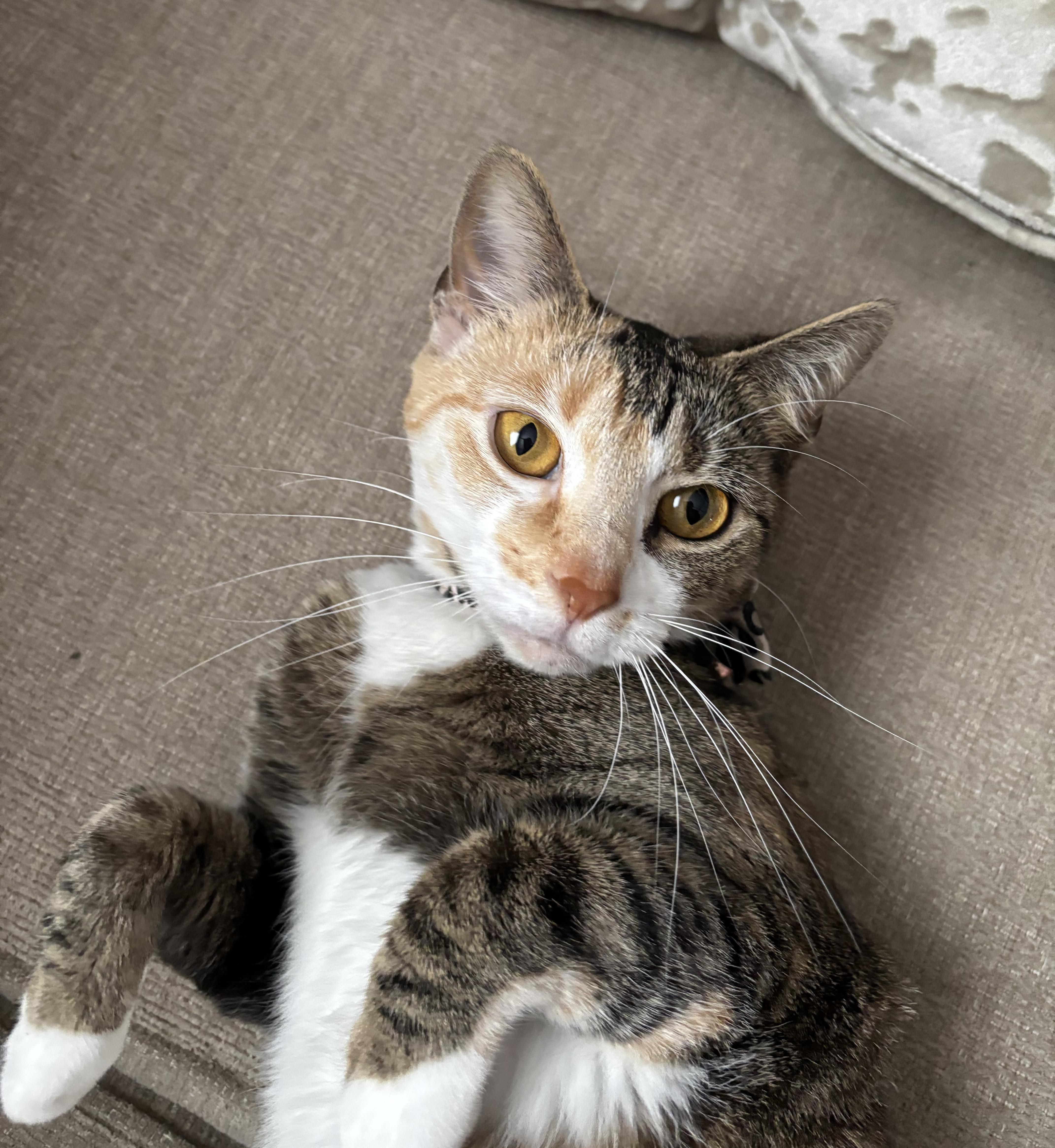 Ginger, a Adoptable mixed breed in Raleigh, NC image 3/3