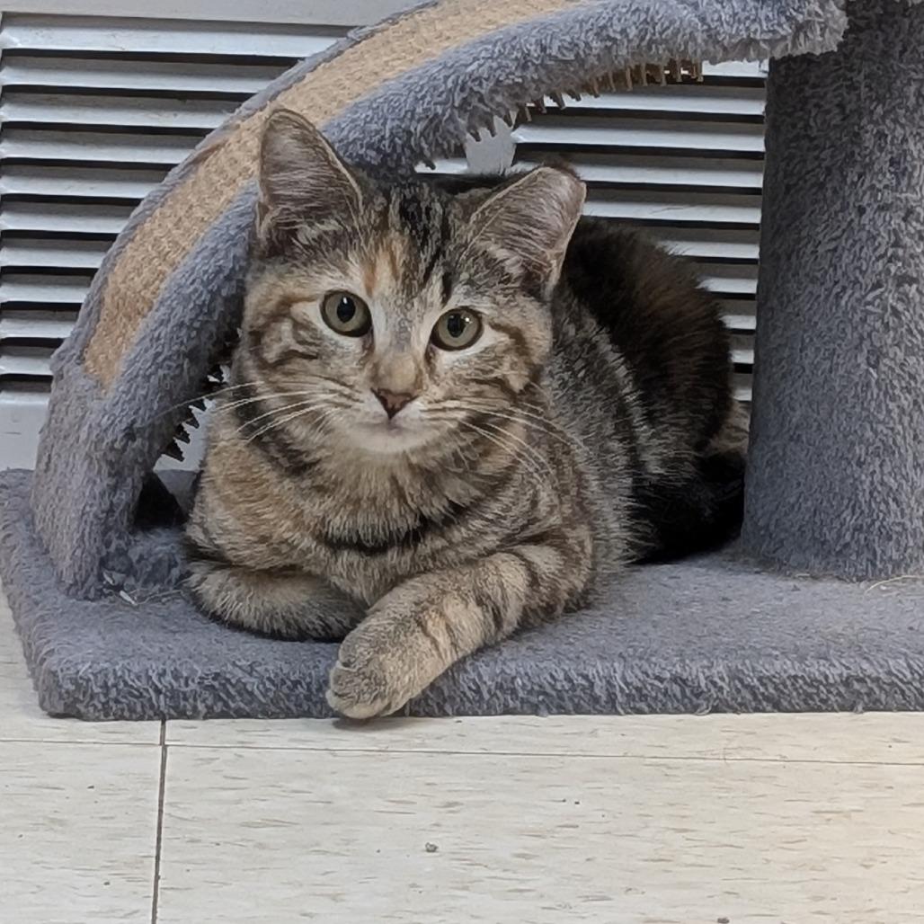 Flora, a Adoptable Domestic Short Hair in Milford, IA image 2/6