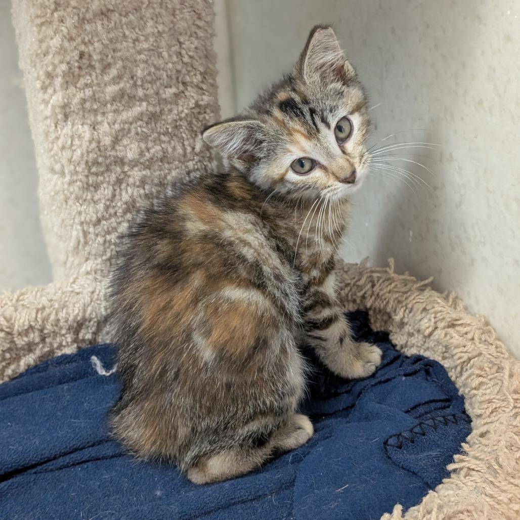 Flora, a Adoptable Domestic Short Hair in Milford, IA image 3/6