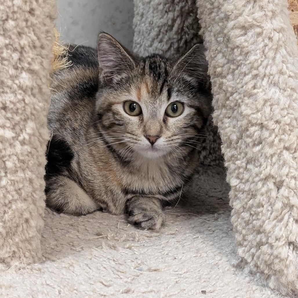 Flora, a Adoptable Domestic Short Hair in Milford, IA image 6/6