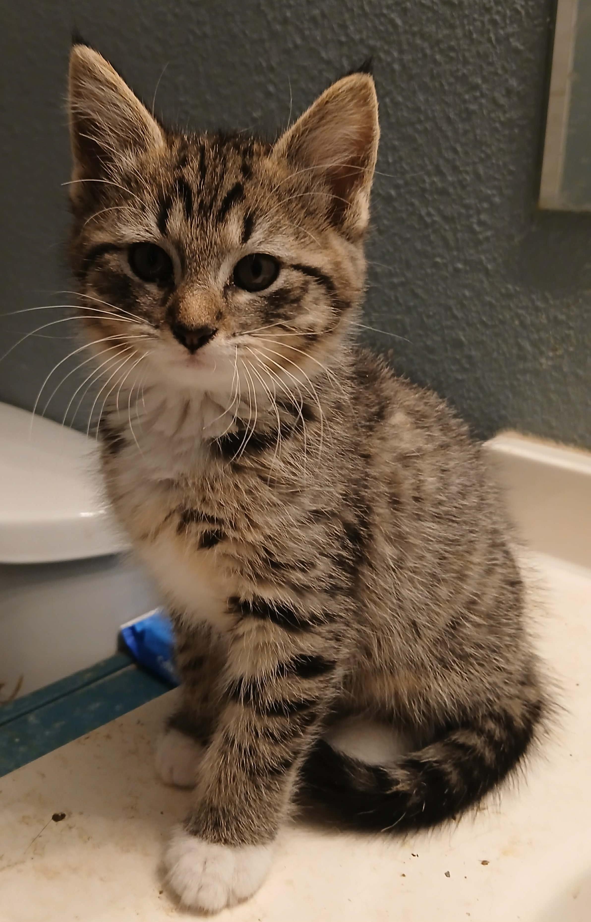 Enlarge Egg & Toast, a ADOPTABLE Tabby in Des Moines , WA image 4/4