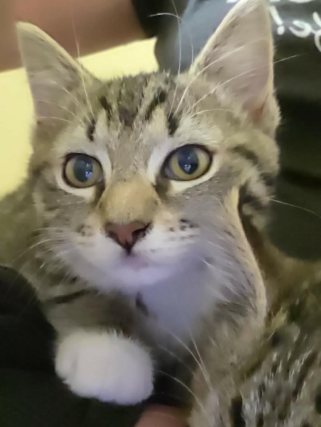 Enlarge Egg & Toast, a ADOPTABLE Tabby in Des Moines , WA image 3/4