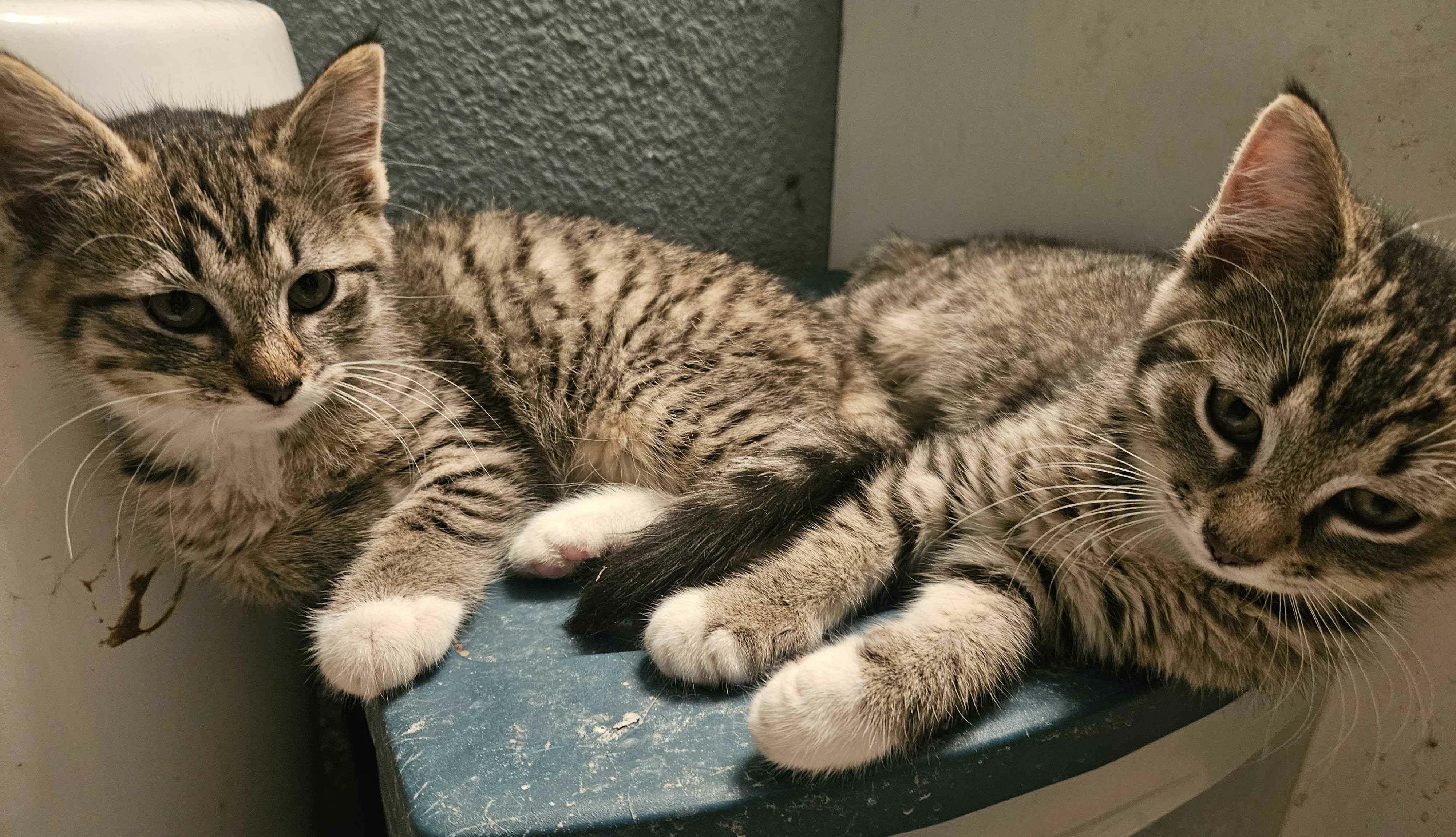 Enlarge Egg & Toast, a ADOPTABLE Tabby in Des Moines , WA image 2/4