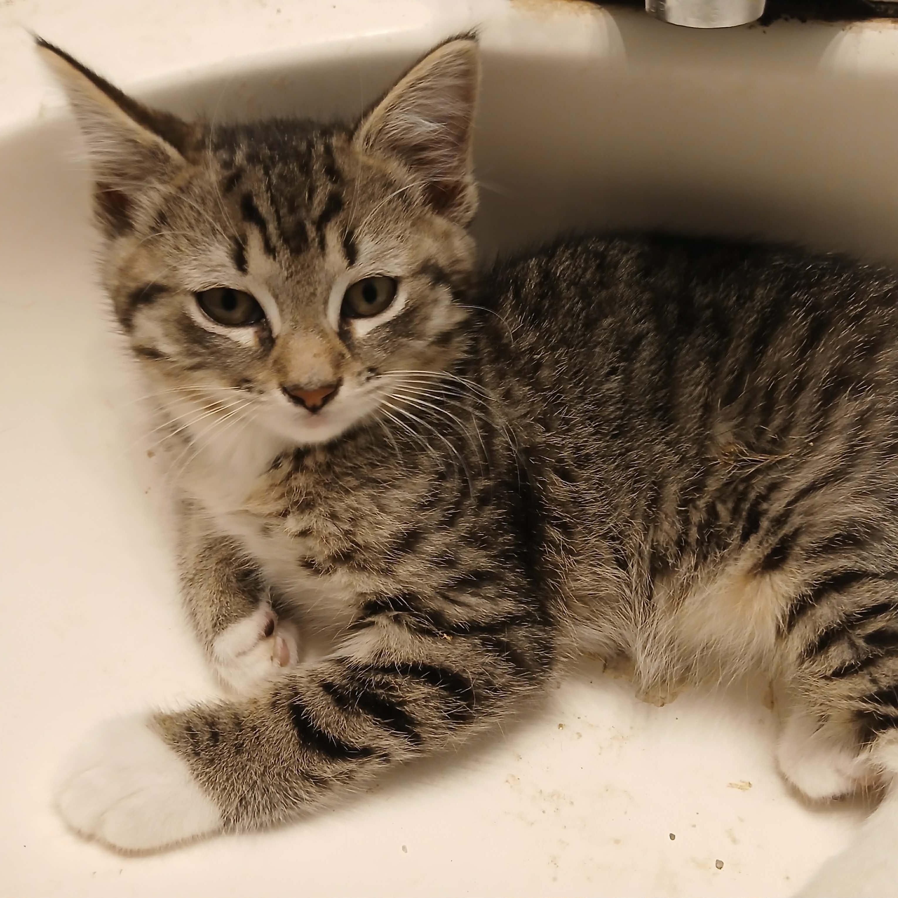 Egg & Toast, ADOPTABLE, Kitten Male Tabby.