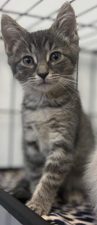 Ike, adopted, Kitten Male Domestic Short Hair.